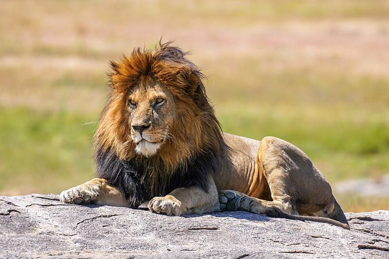 Male lion with a full mane resting in grassland