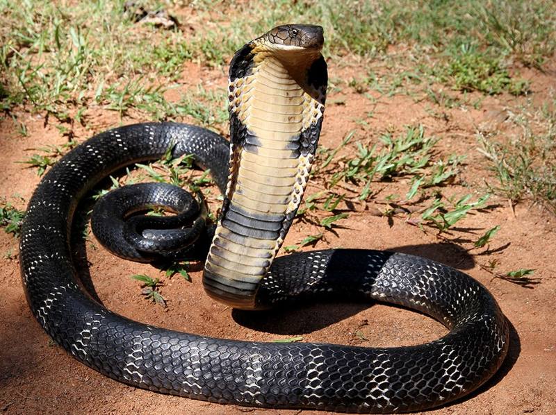 King cobra with hood raised