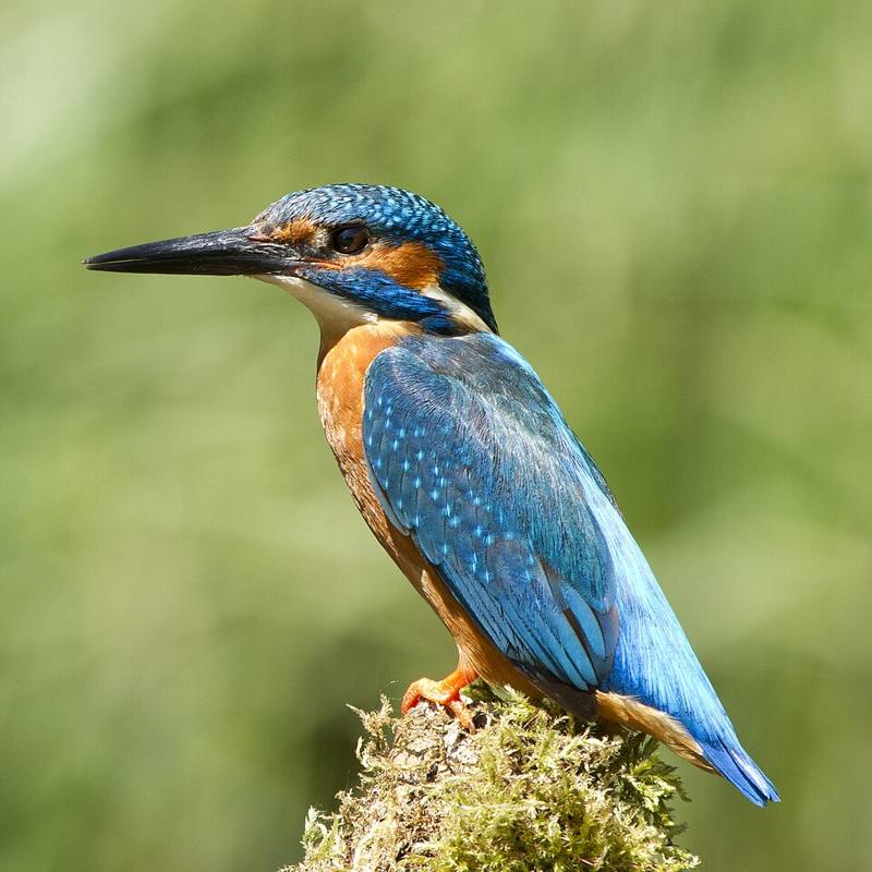 Birds