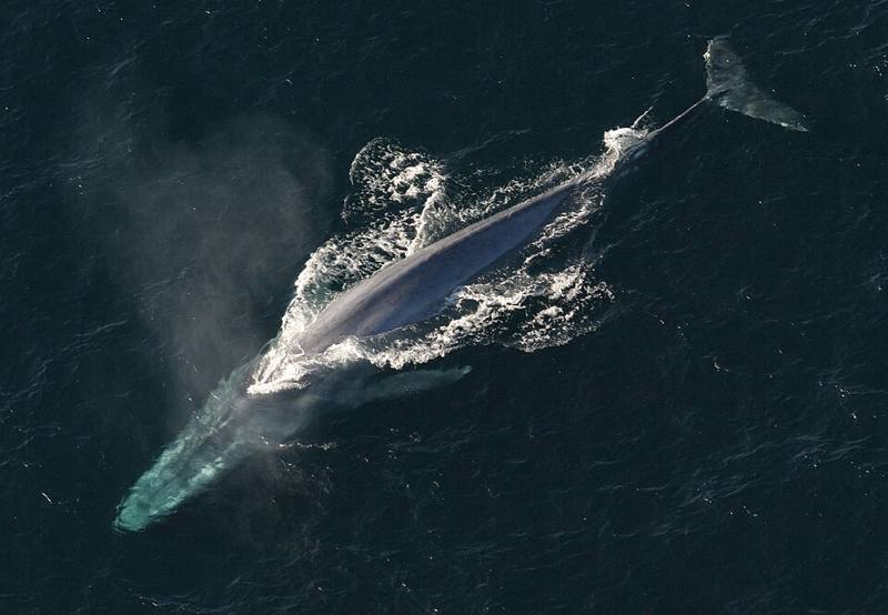 Blue whale surfacing seen from above
