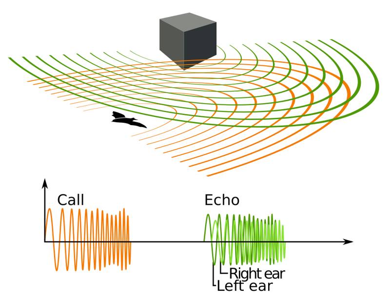 Diagram of sound waves traveling out from an animal and echoing back from prey