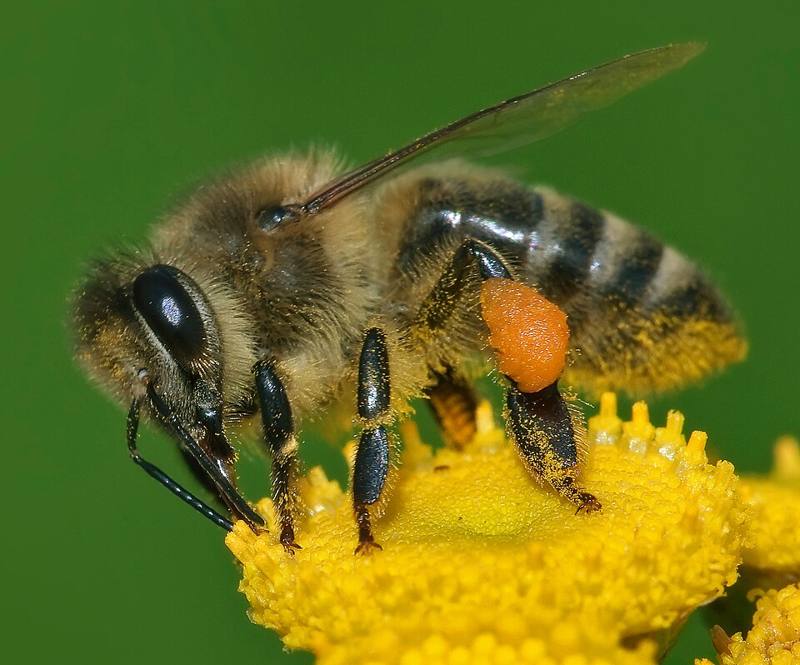 Honey bee collecting nectar from a flower