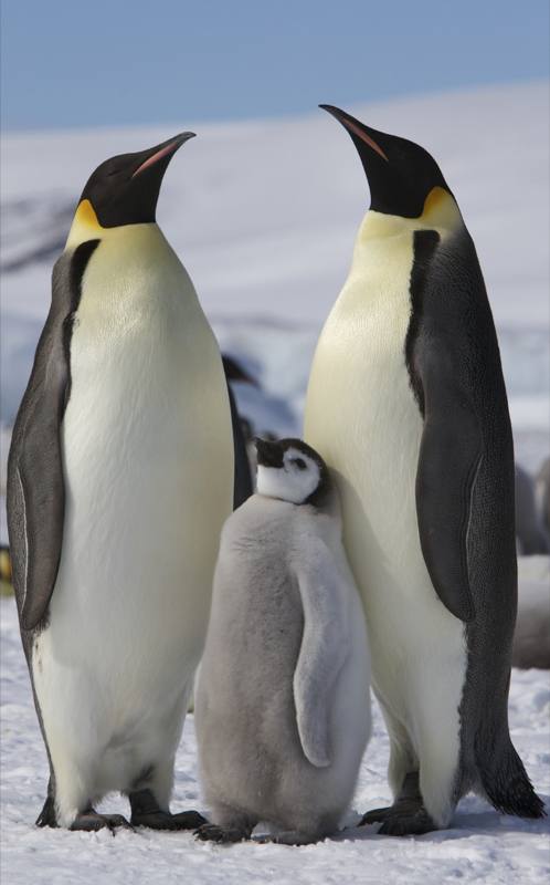 Emperor penguin adults standing on ice