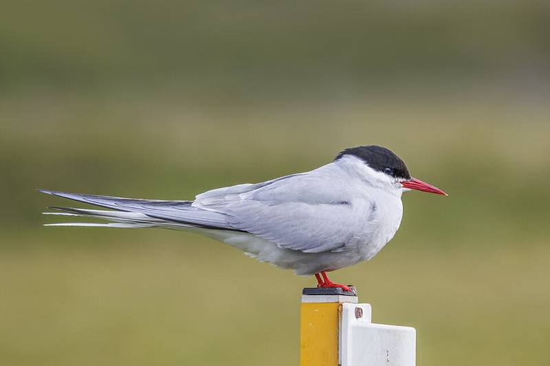 An Arctic tern in flight