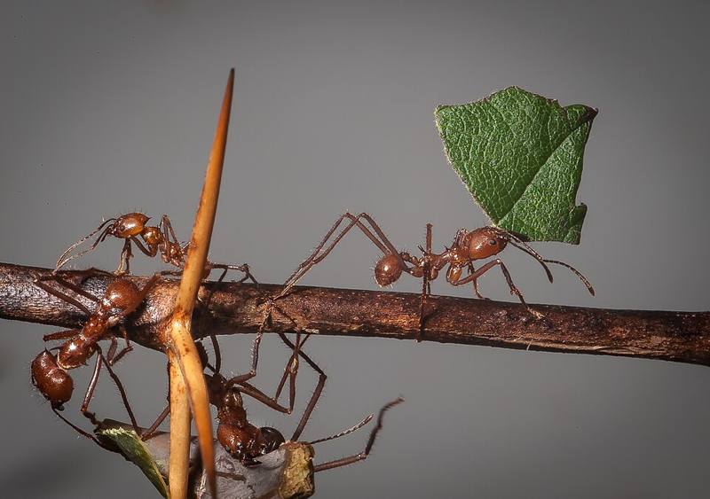 Leafcutter ants carrying leaf pieces along a trail