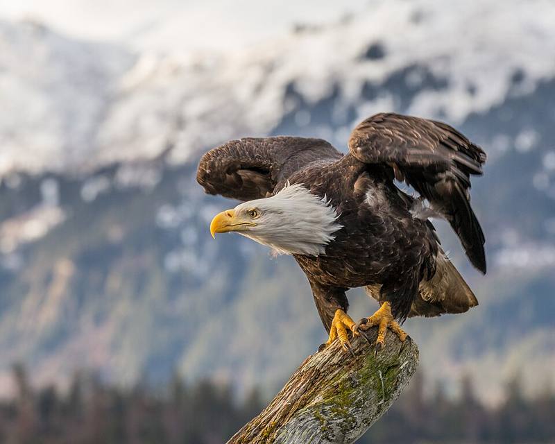 Adult bald eagle with white head and yellow beak