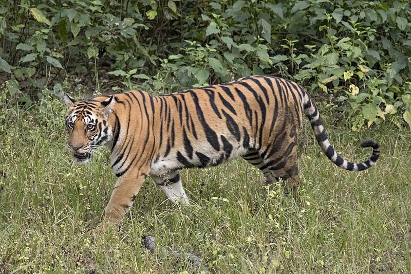 Big cats and predators
