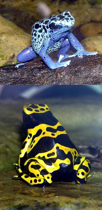 Brightly colored poison dart frog on a leaf