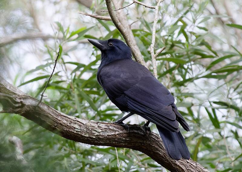 A New Caledonian crow