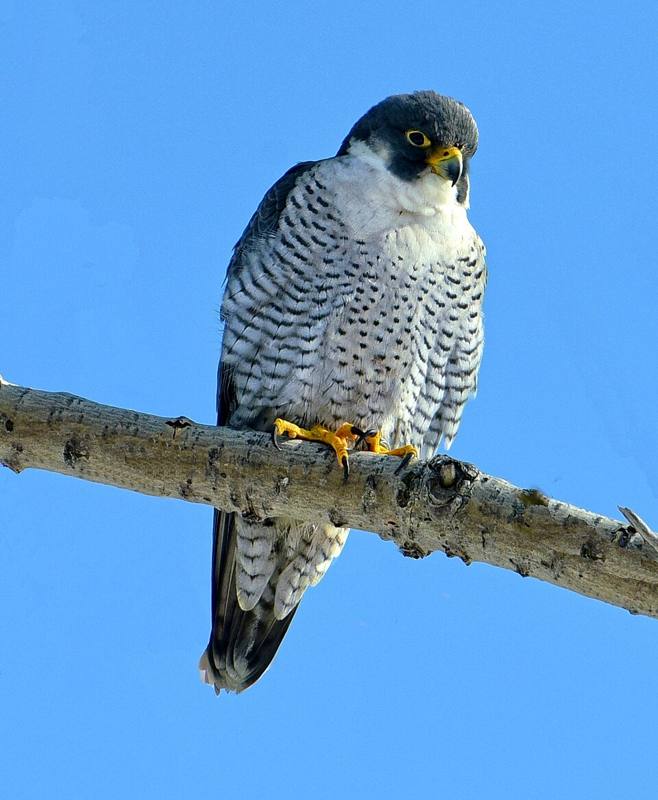 Peregrine falcon perched on a rock