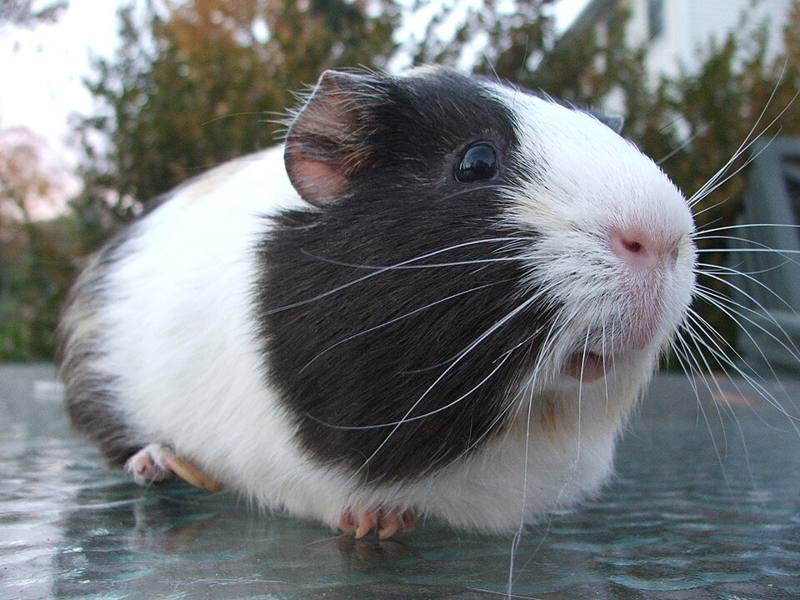 A guinea pig on a soft surface