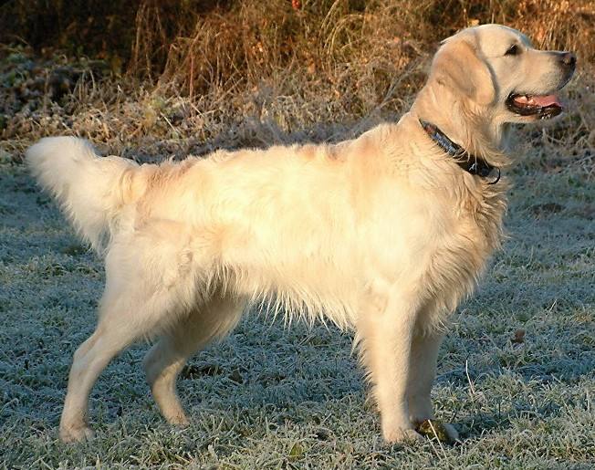 A golden retriever sitting on grass