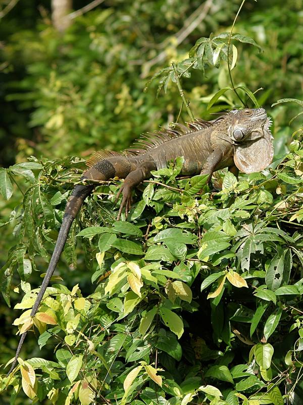 Reptiles and amphibians