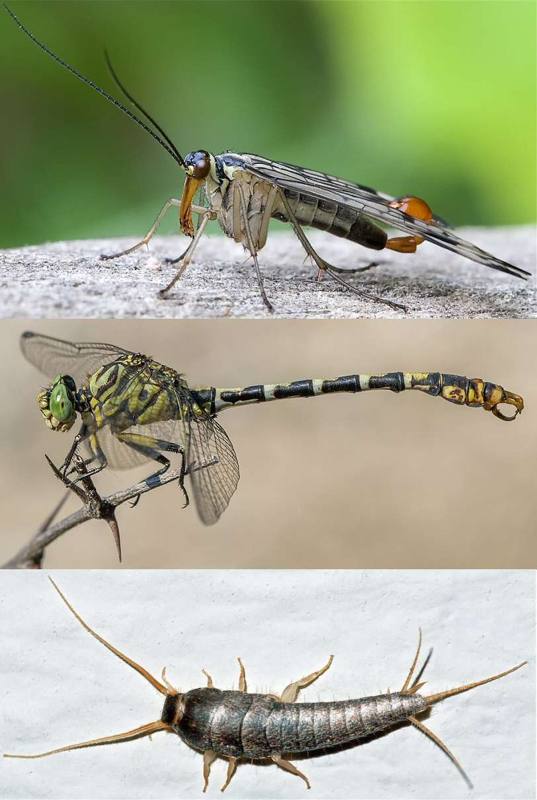 Insects and small wonders