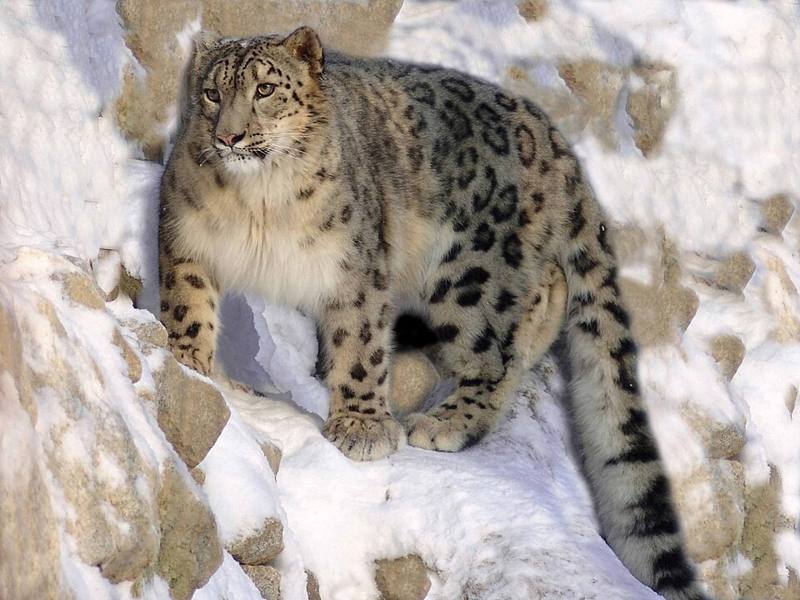 Snow leopard face with pale green eyes