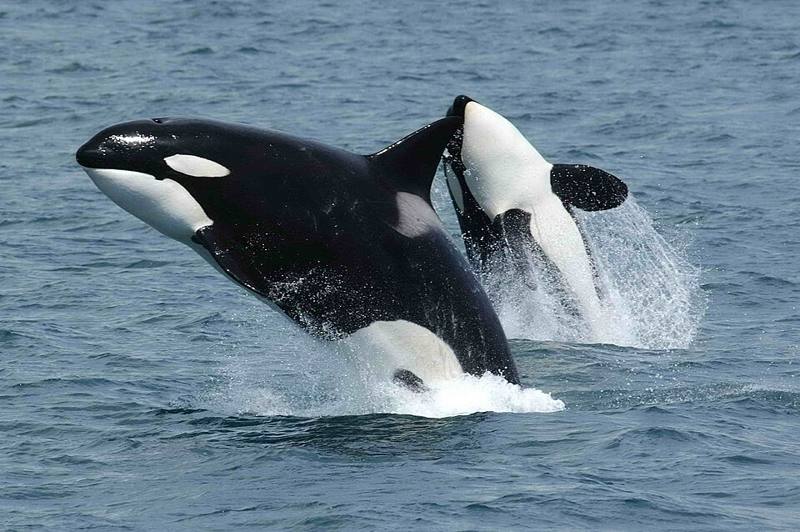 Orca leaping out of the water