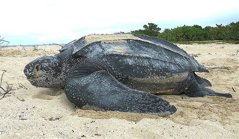 Leatherback sea turtle on a beach
