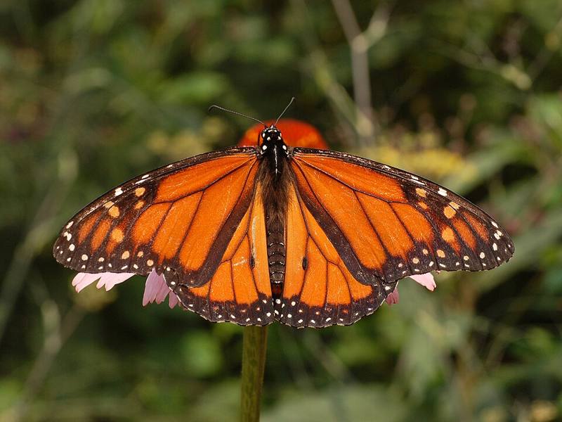 Monarch butterfly with orange and black wings on a flower