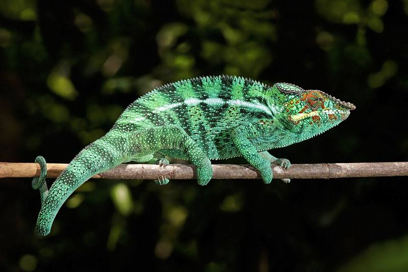 Brightly colored panther chameleon on a branch