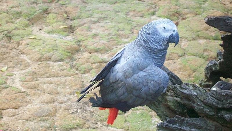 Grey parrot with red tail feathers