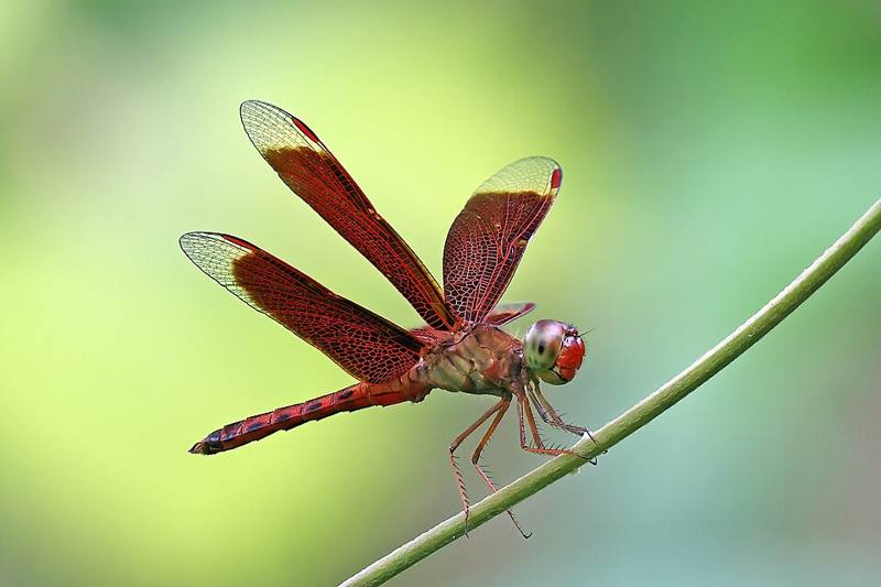 Dragonfly resting on a plant stem