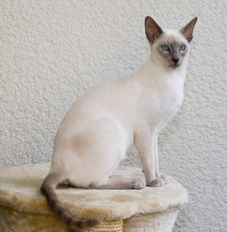 A domestic cat looking at the camera